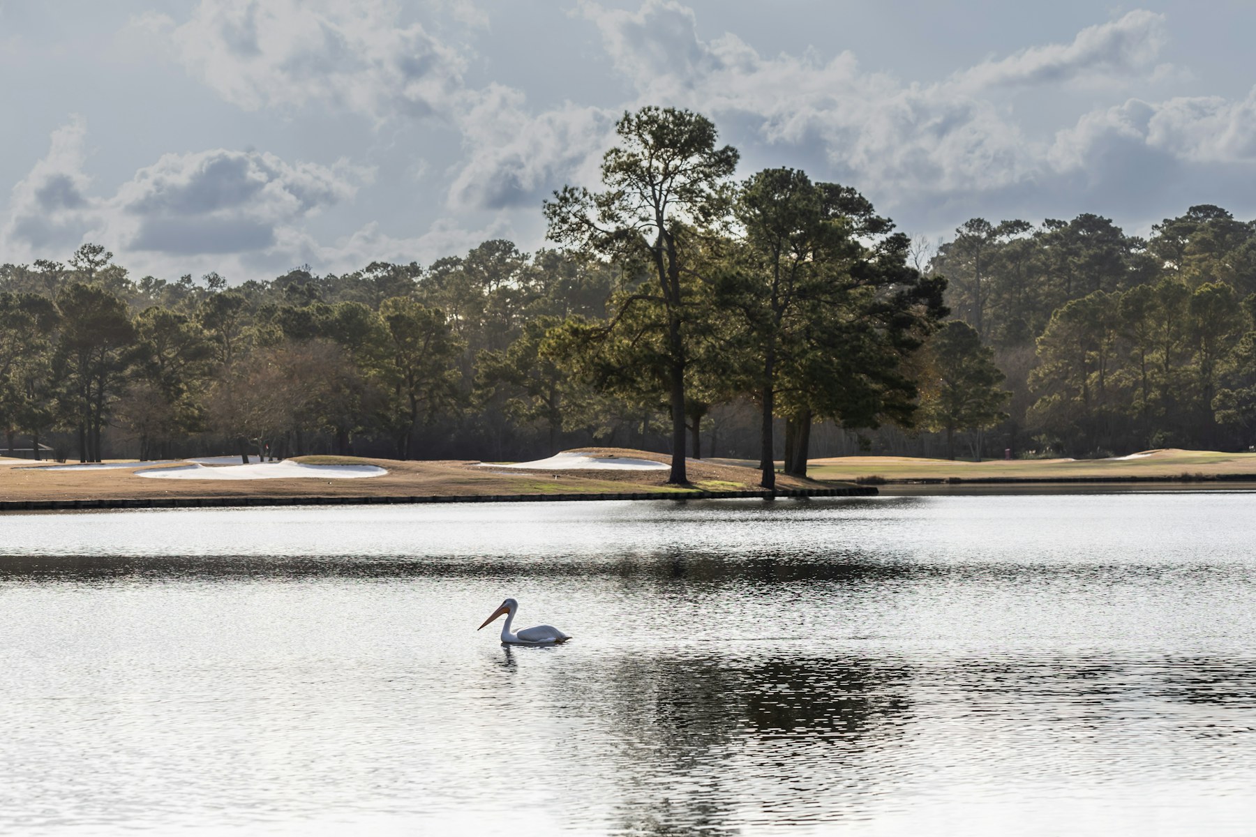 L'étang du trou 11 au calme, un cygne au bord du green