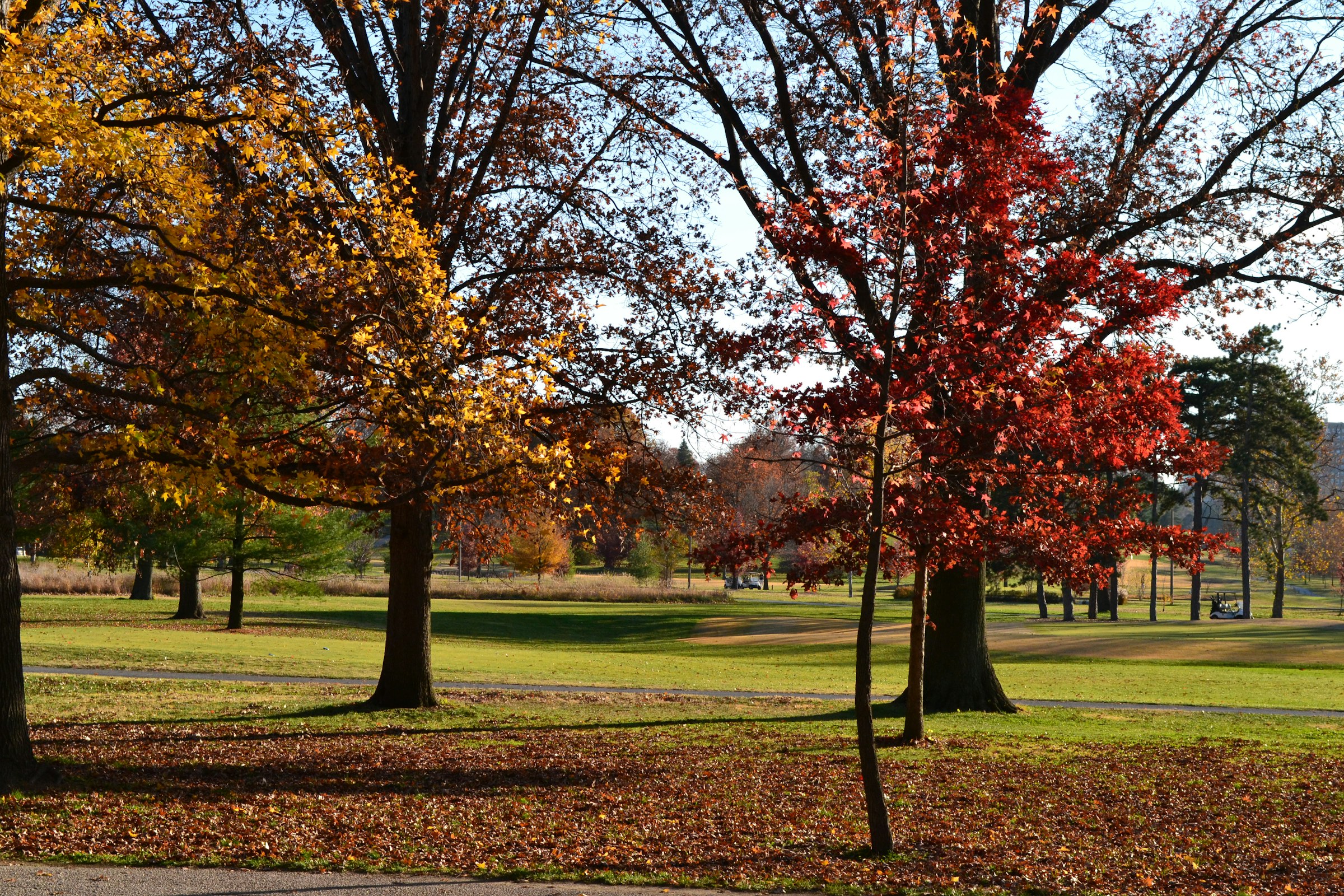 Le fairway du trou 15 à travers les arbres de l'ancien verger aux couleurs d'automne