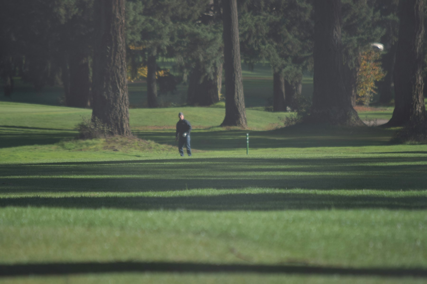 Le long par 3 du trou 16, allée bordée d'arbres vers le green